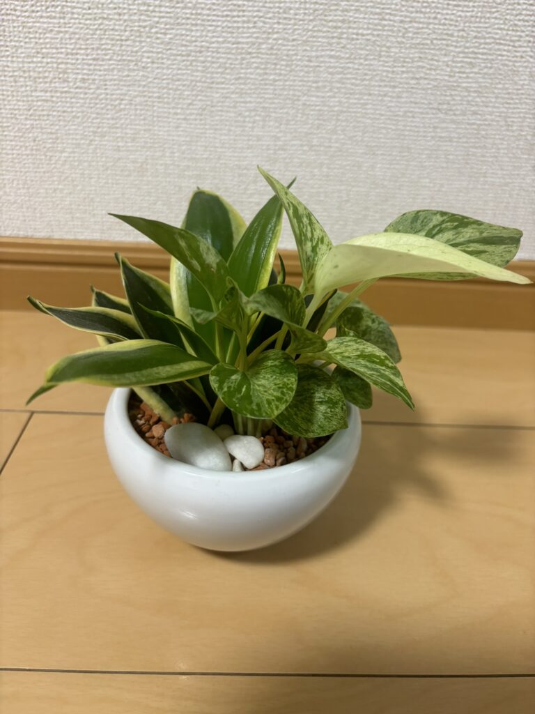 観葉植物